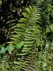 Nephrolepis biserrata (Sw.) Schott