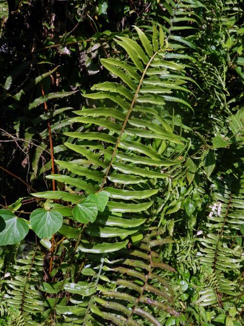 Nephrolepis biserrata (Sw.) Schott