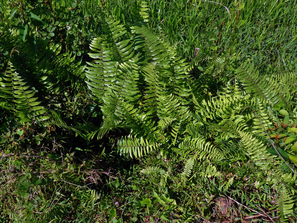 Nephrolepis biserrata (Sw.) Schott