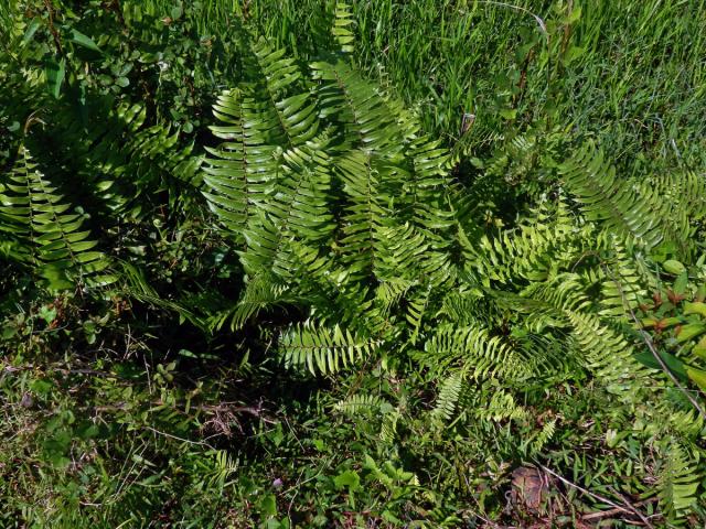 Nephrolepis biserrata (Sw.) Schott