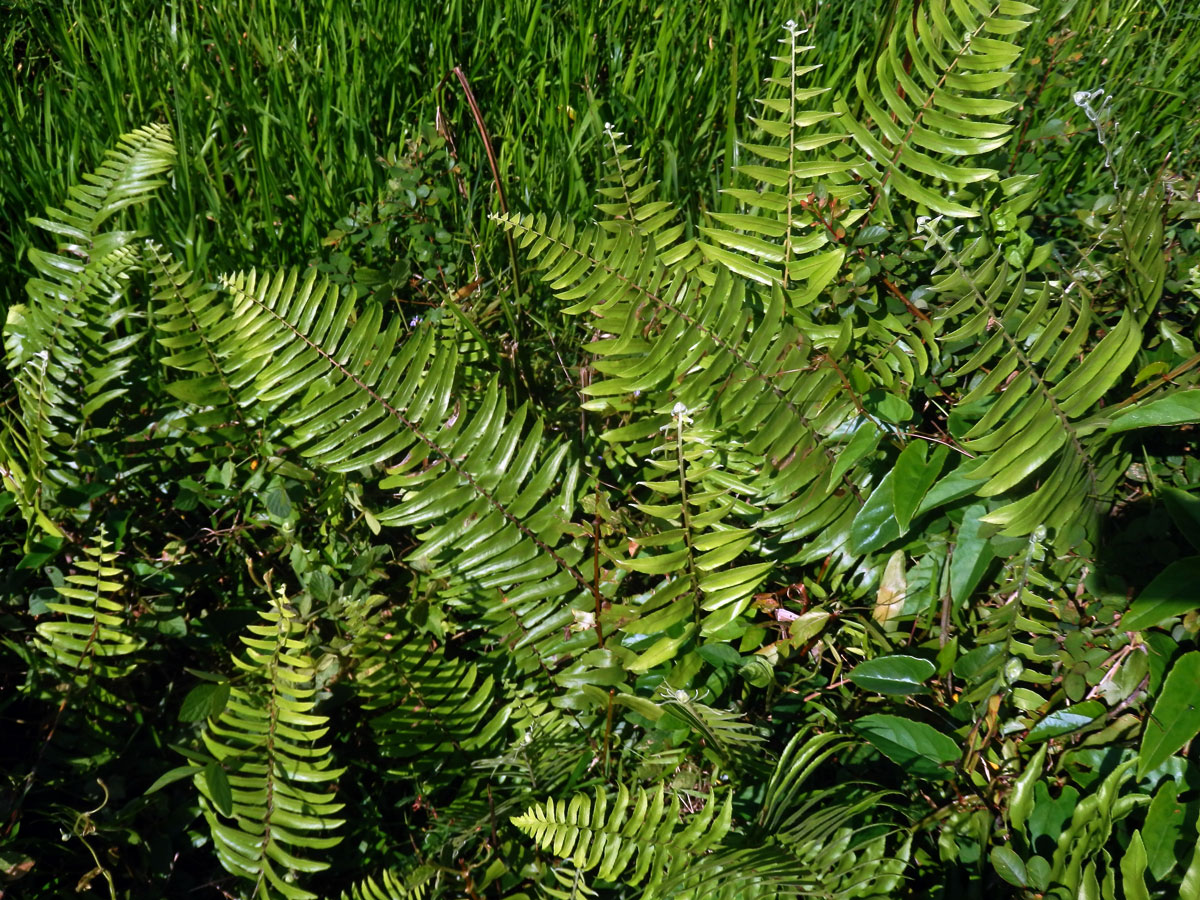 Nephrolepis biserrata (Sw.) Schott