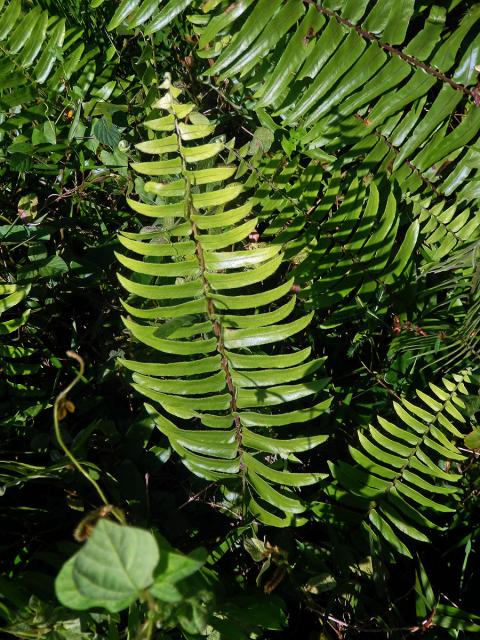 Nephrolepis biserrata (Sw.) Schott