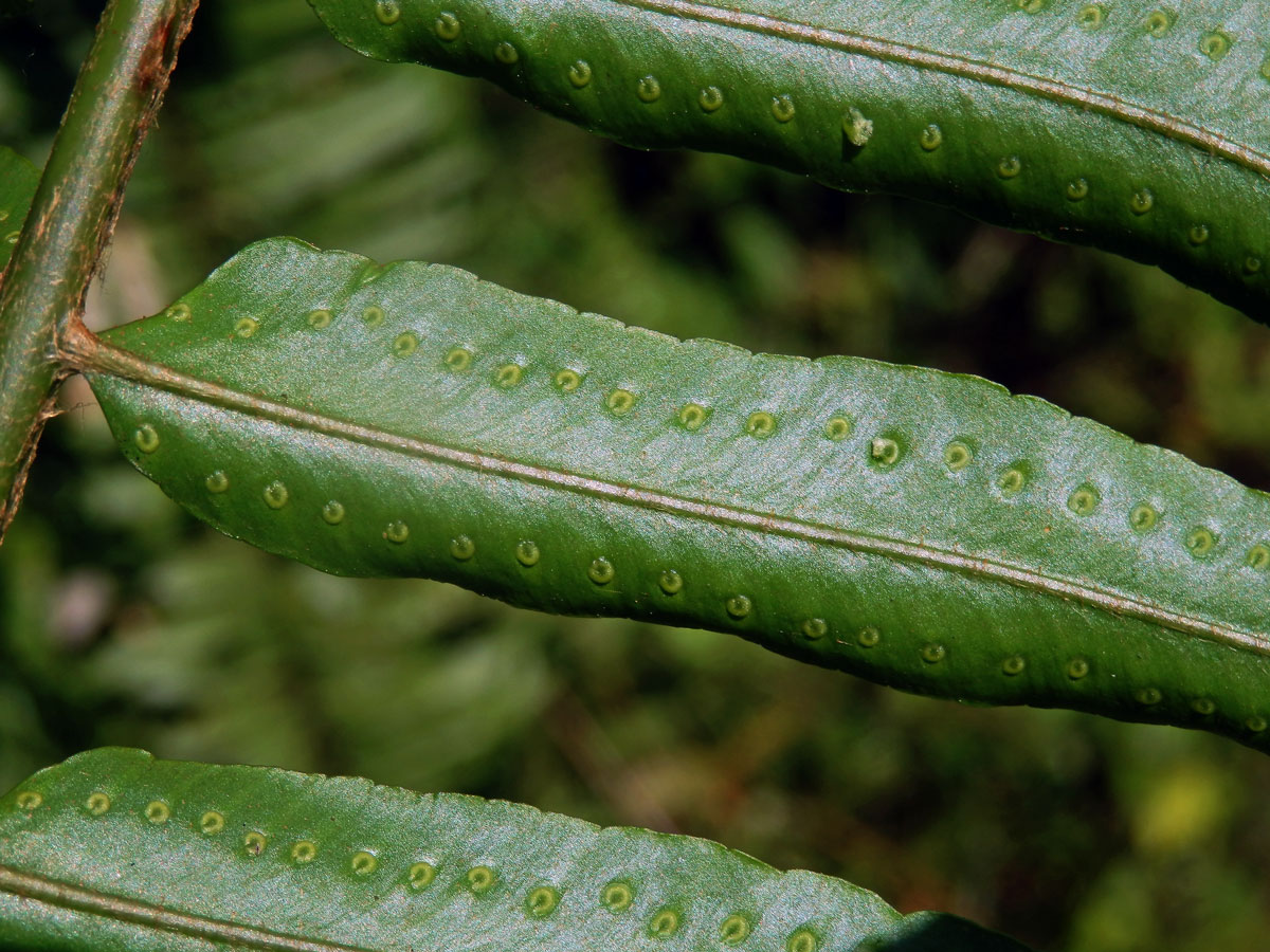 Nephrolepis biserrata (Sw.) Schott