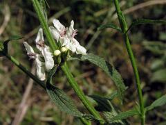 Čistec přímý (Stachys recta L.)