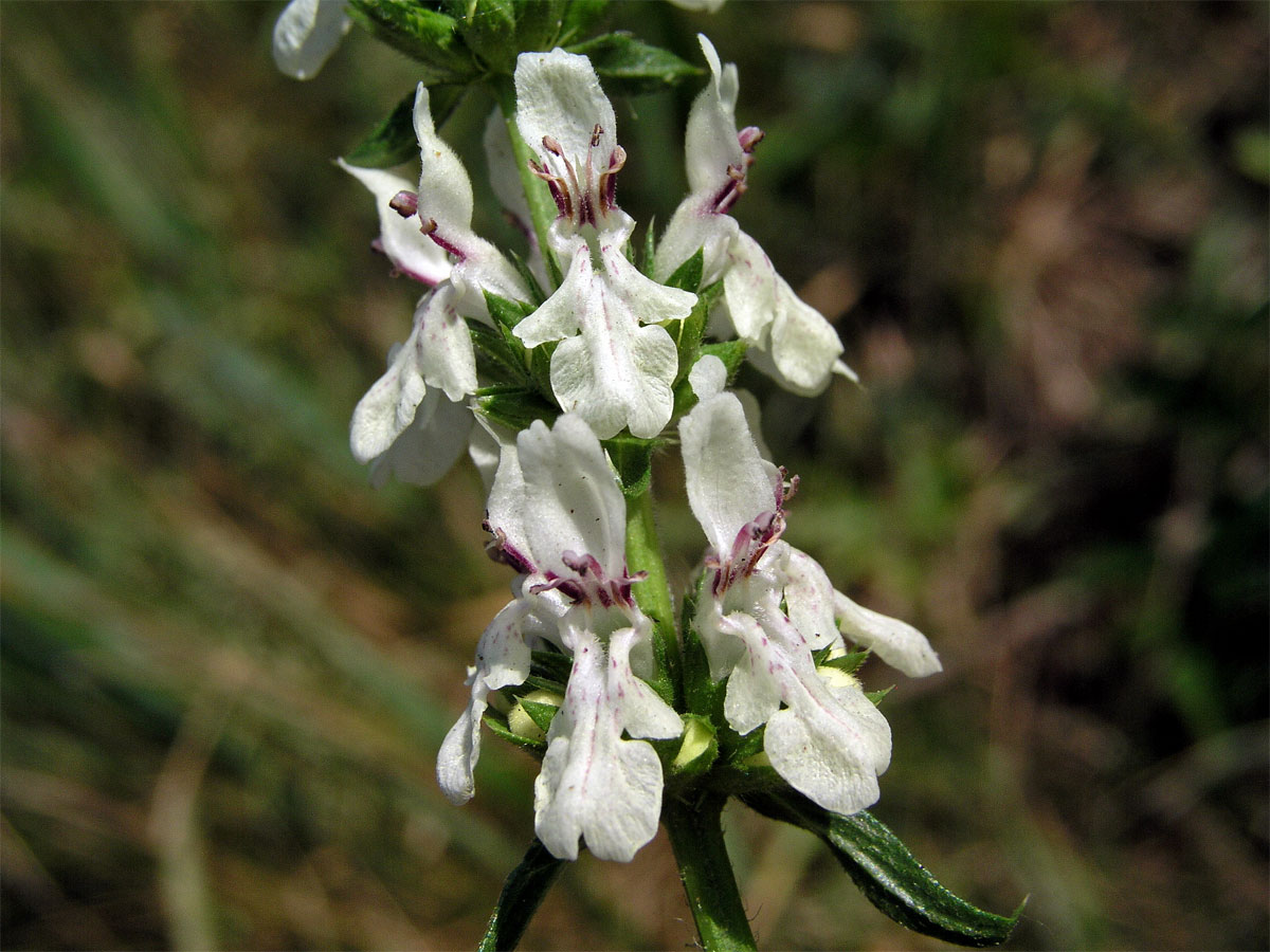 Čistec přímý (Stachys recta L.)