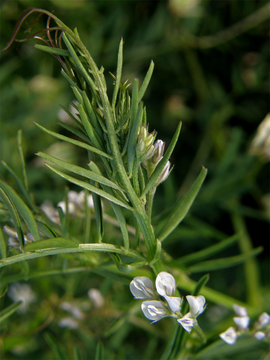 Vikev chlupatá (Vicia hirsuta (L.) S. F. Gray)