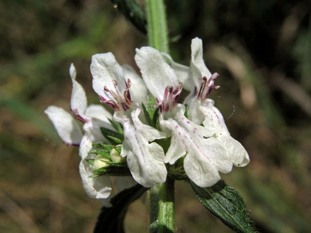 Čistec přímý (Stachys recta L.)