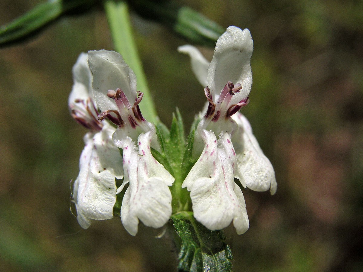 Čistec přímý (Stachys recta L.)