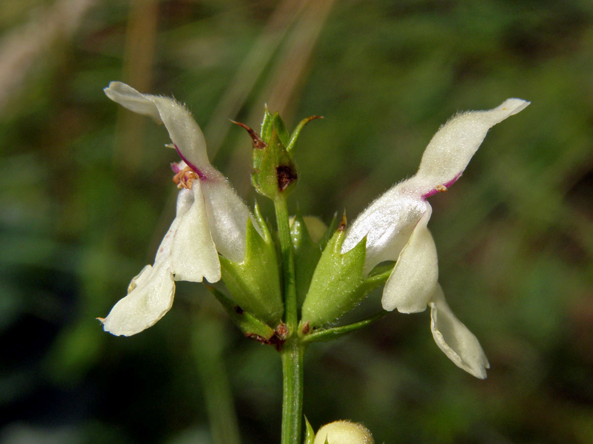 Čistec přímý (Stachys recta L.)