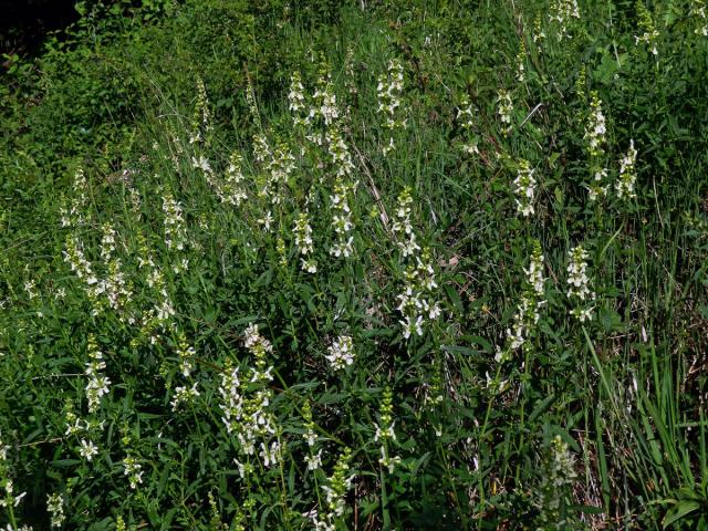 Čistec přímý (Stachys recta L.)