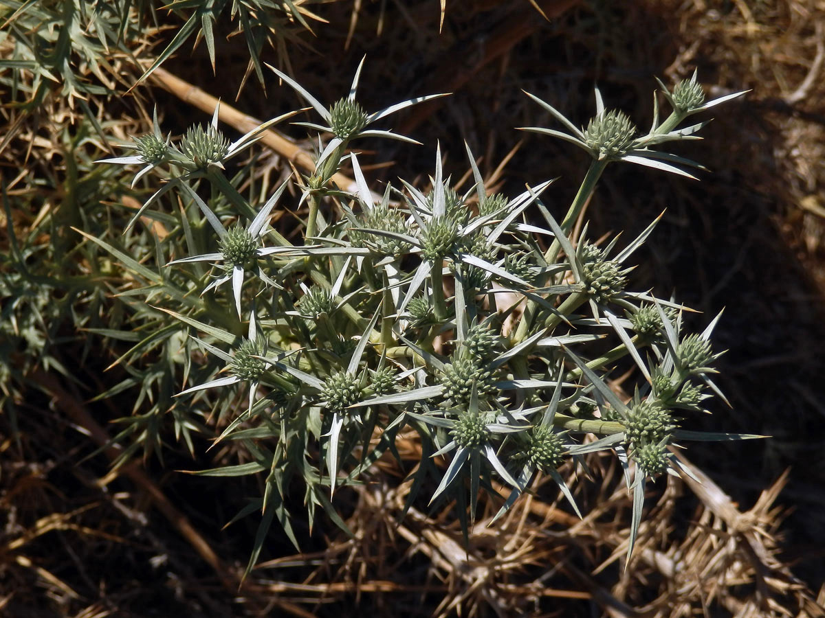 Máčka krétská (Eryngium creticum Lam.)