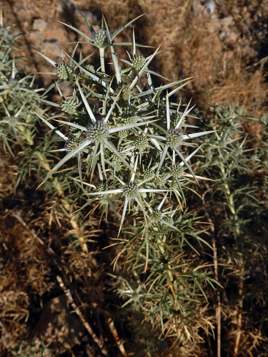 Máčka krétská (Eryngium creticum Lam.)