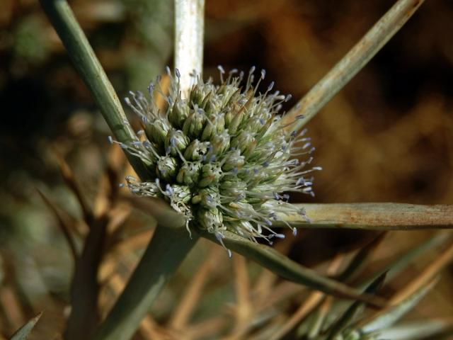 Máčka krétská (Eryngium creticum Lam.)