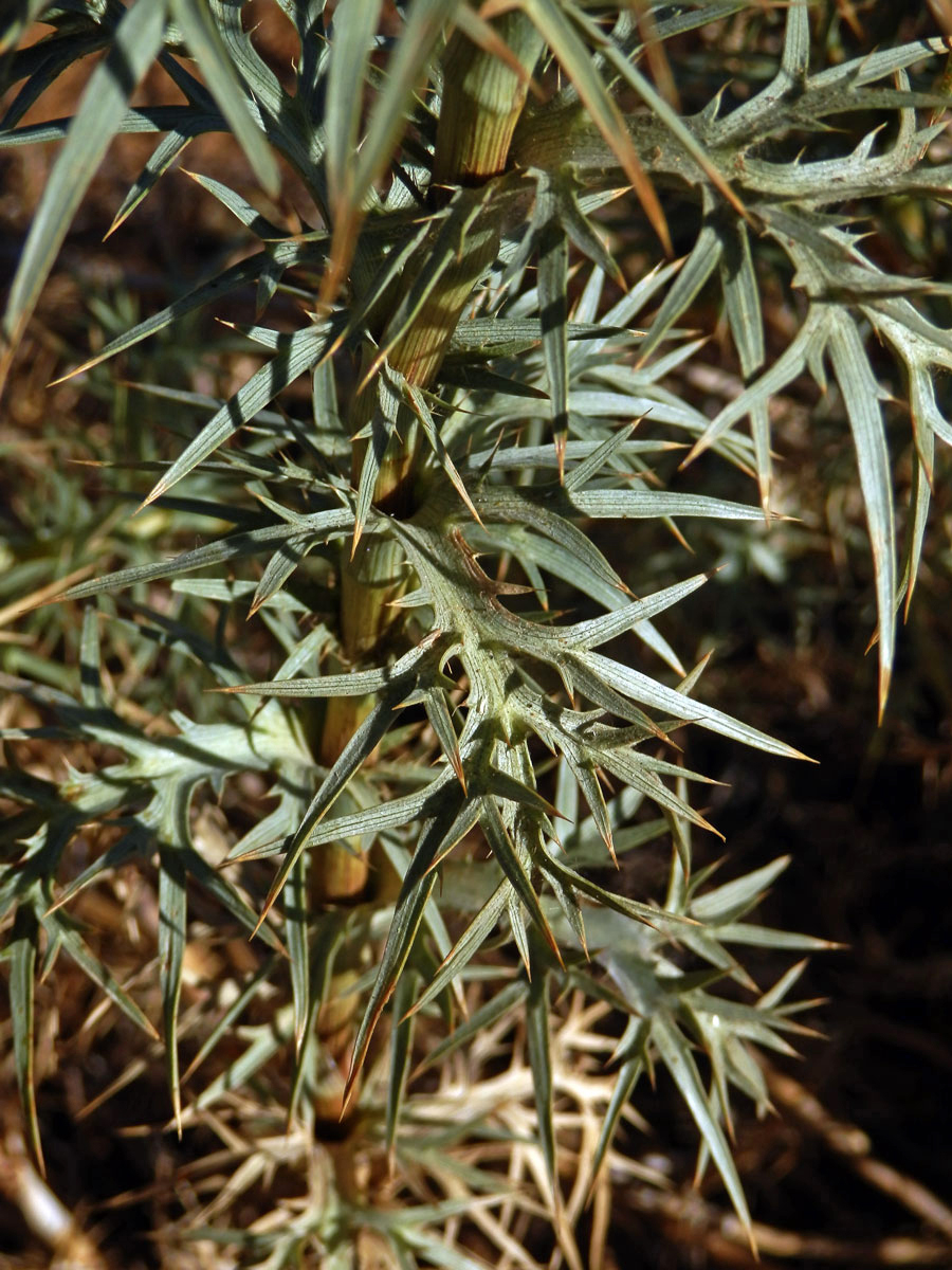 Máčka krétská (Eryngium creticum Lam.)