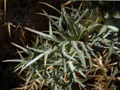 Máčka krétská (Eryngium creticum Lam.)