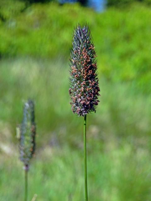 Bojínek horský (Phleum commutatum Gaud.)