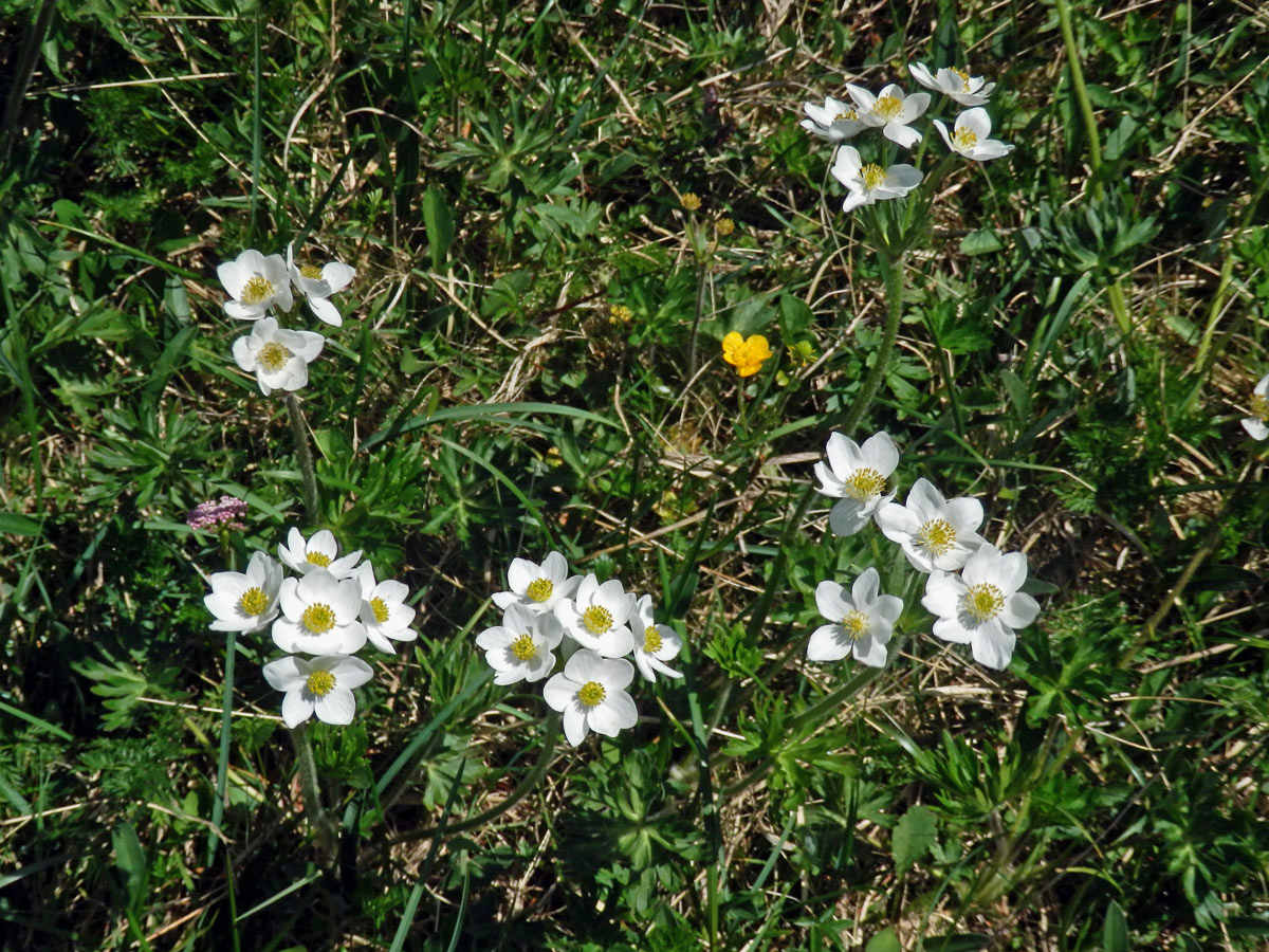 Sasanka narcisokvětá (Anemone narcissiflora L.)