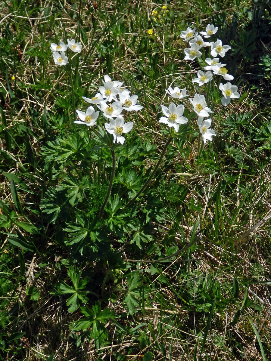 Sasanka narcisokvětá (Anemone narcissiflora L.)