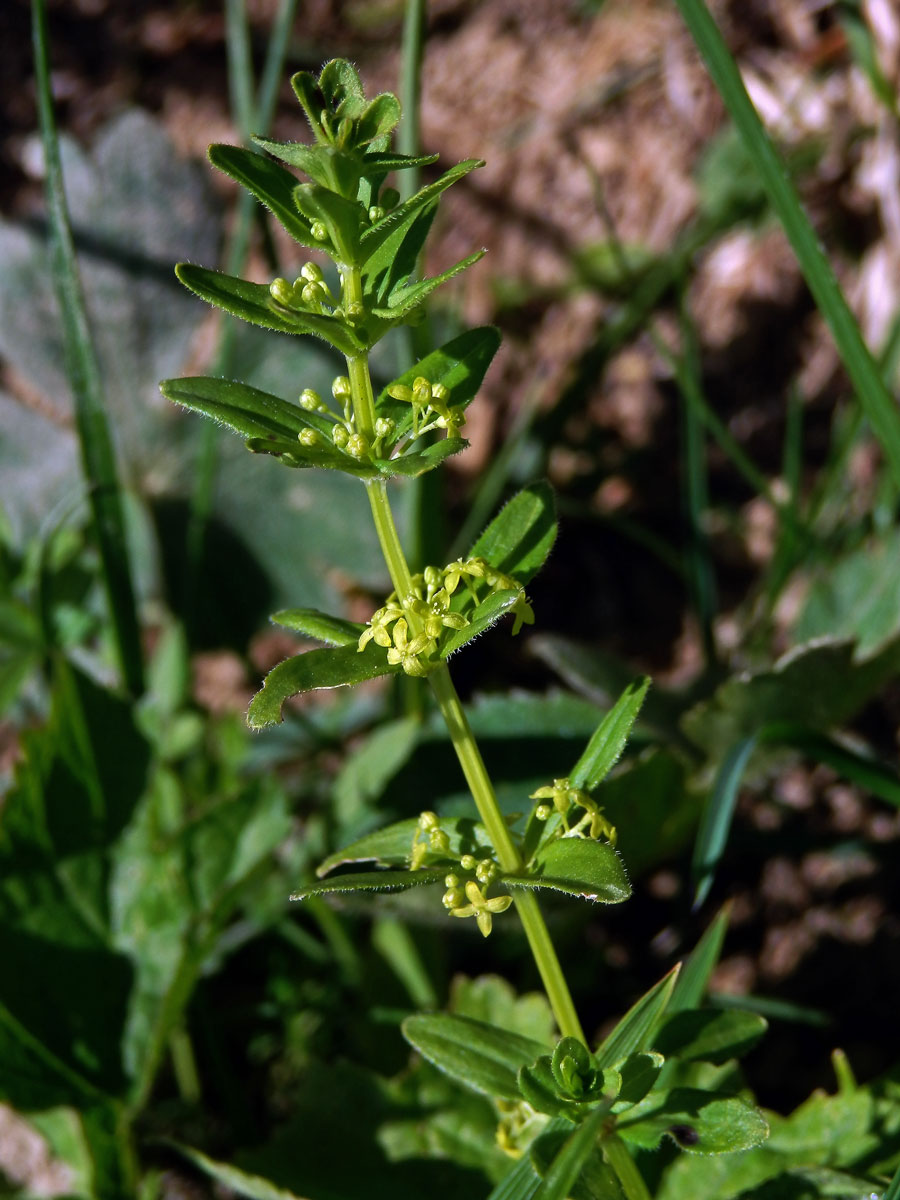 Svízelka lysá - Svízel jarní (Cruciata glabra (L). Ehrendf.)