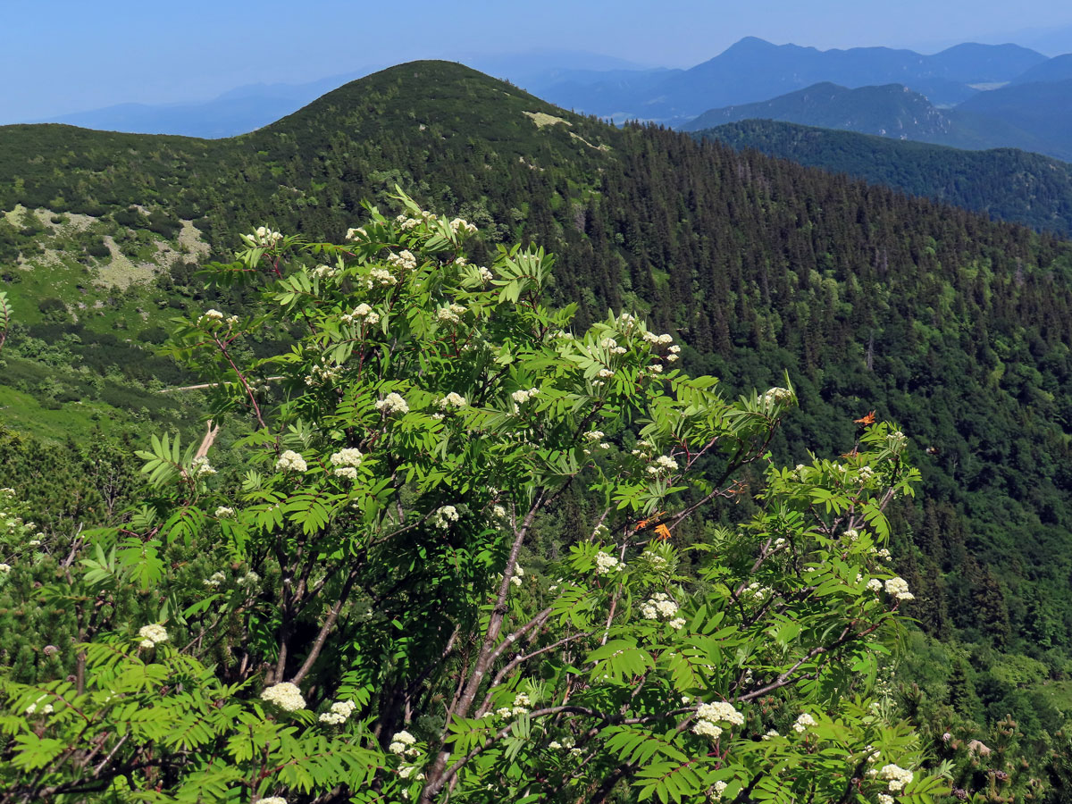 Jeřáb ptačí (Sorbus ancuparia L.)