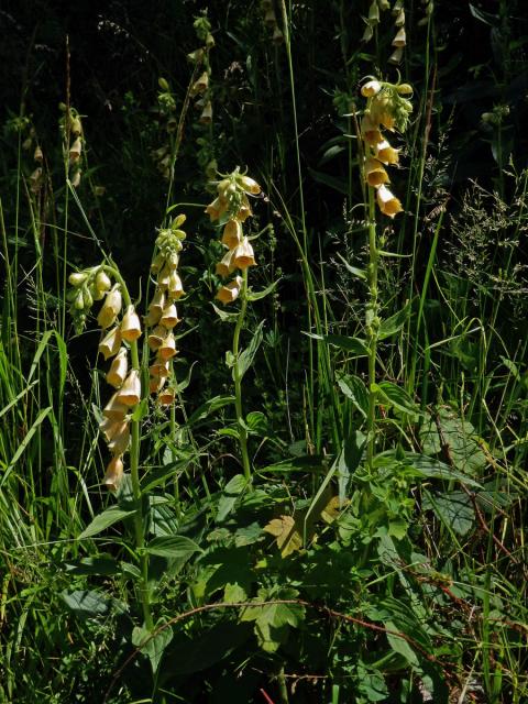 Náprstník velkokvětý (Digitalis grandiflora Mill.)