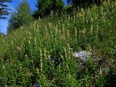 Náprstník velkokvětý (Digitalis grandiflora Mill.)