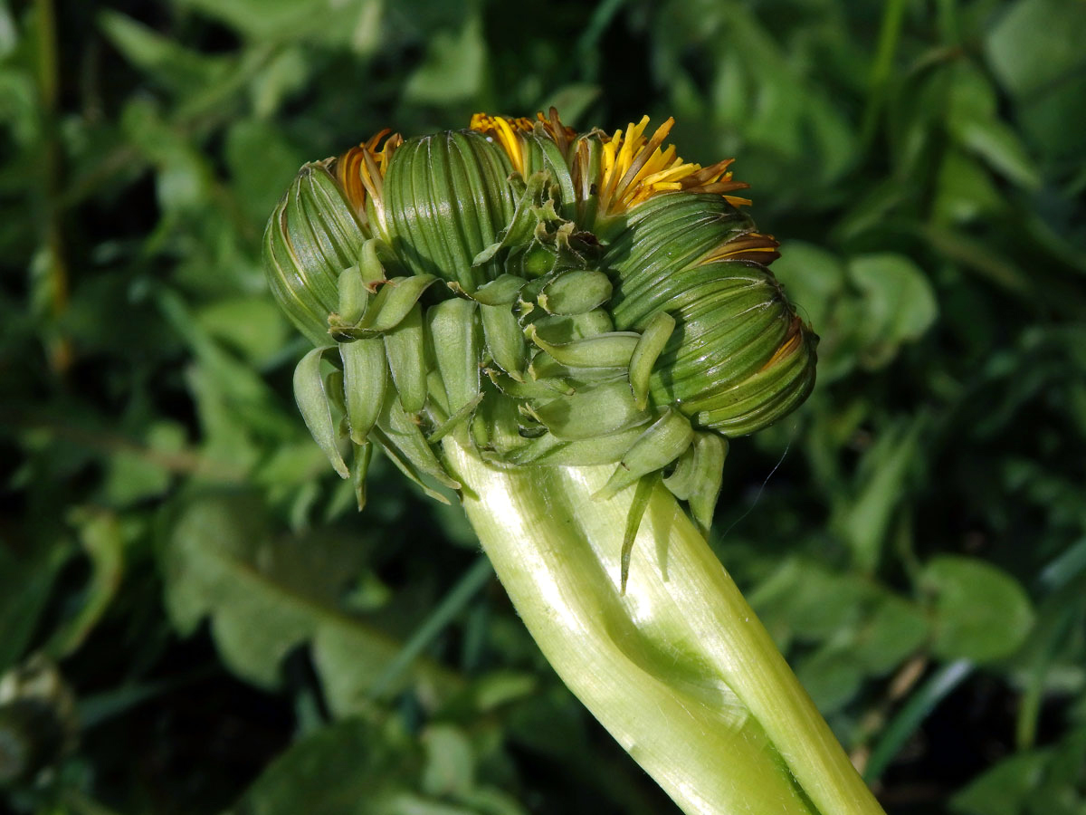 Smetánka lékařská (Teraxacum officinale L.) - fasciace stonku (35a)