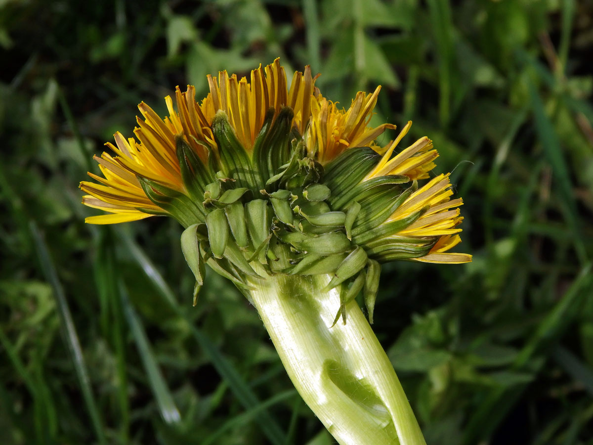 Smetánka lékařská (Teraxacum officinale L.) - fasciace stonku (35b)