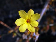 Jasmín nahokvětý (Jasminum nudiflorum Lindl.), sedmičetný květ (3)