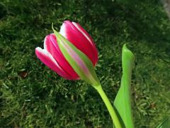 Tulipán zahradní (Tulipa x gesnerana L.), okvětní lístky na stonku (3)