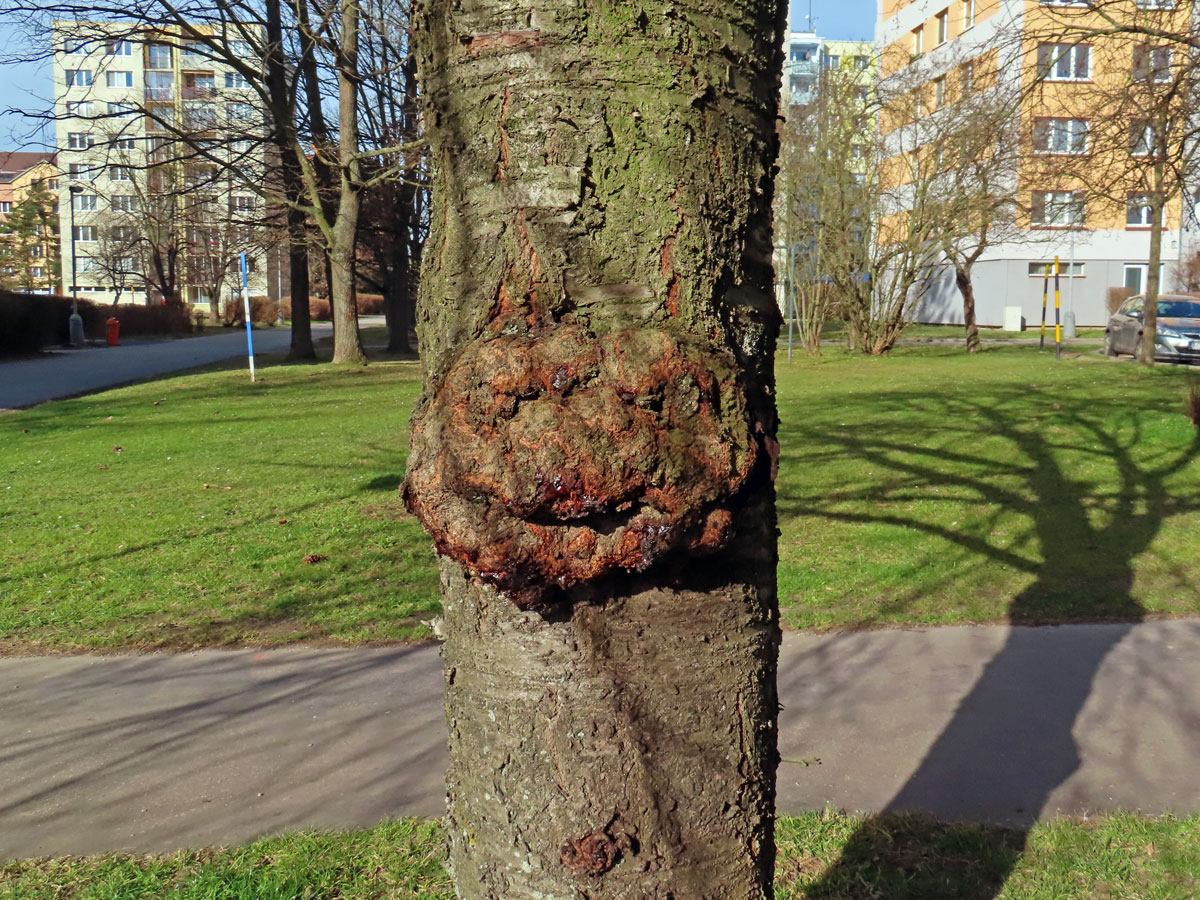 Sakura ozdobná (Prunus serrulata Lindl) (75) s nádorem na kmeni