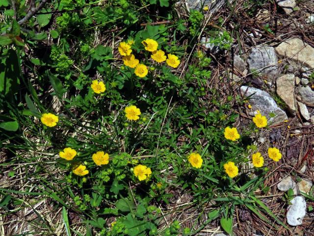 Mochna zlatá (Potentilla aurea L.)