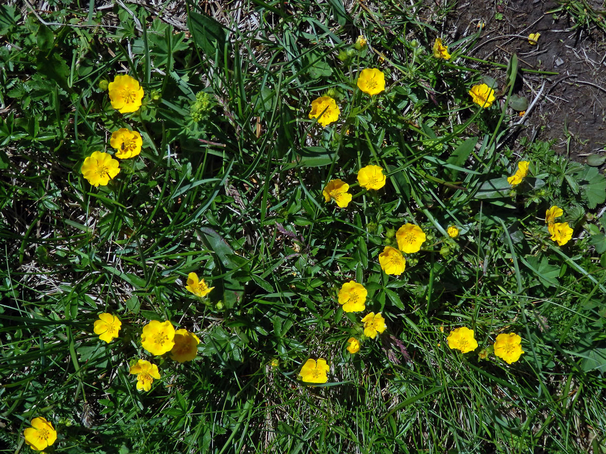 Mochna zlatá (Potentilla aurea L.)