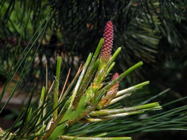 Borovice Armandova (Pinus armandii Franch.)