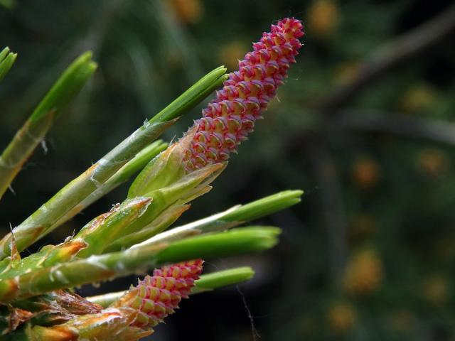 Borovice Armandova (Pinus armandii Franch.)