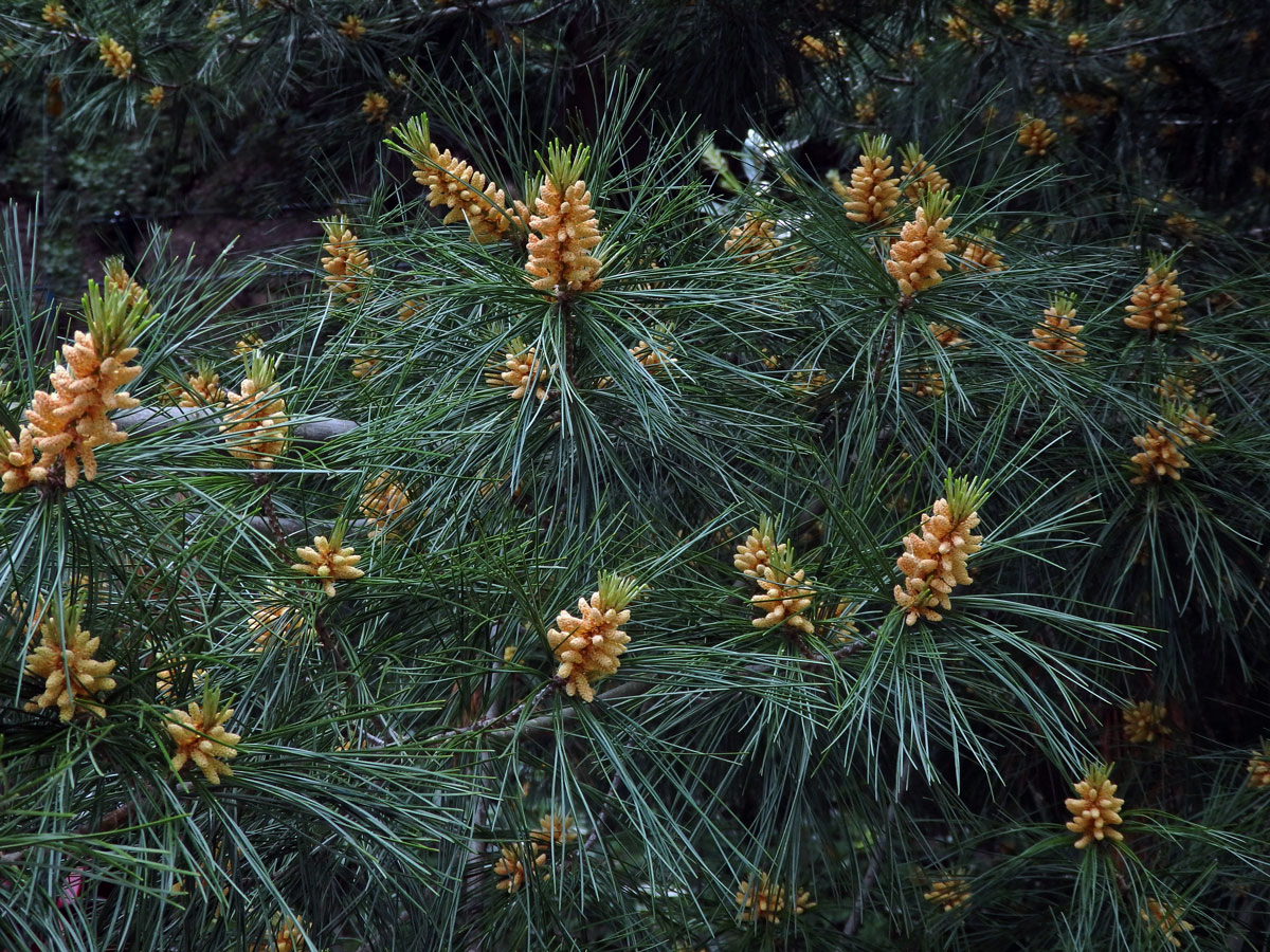 Borovice Armandova (Pinus armandii Franch.)