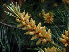 Borovice Armandova (Pinus armandii Franch.)