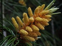 Borovice Armandova (Pinus armandii Franch.)