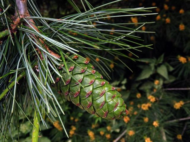 Borovice Armandova (Pinus armandii Franch.)