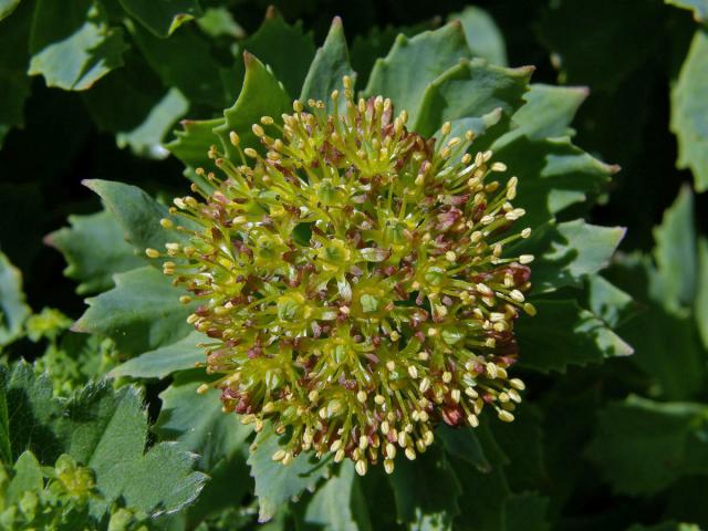 Rozchodnice růžová (Rhodiola rosea L.)