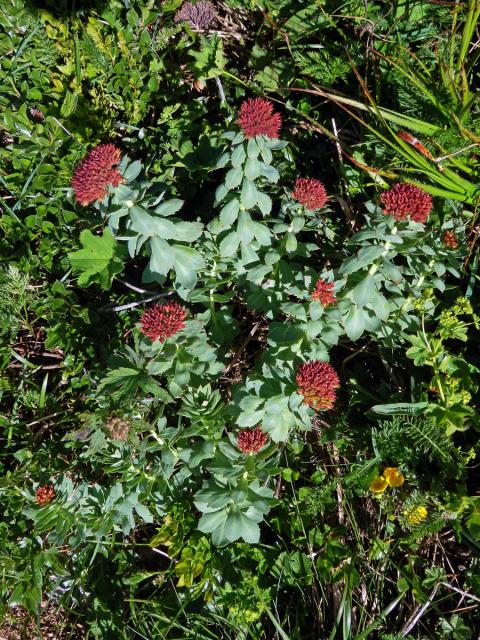 Rozchodnice růžová (Rhodiola rosea L.)