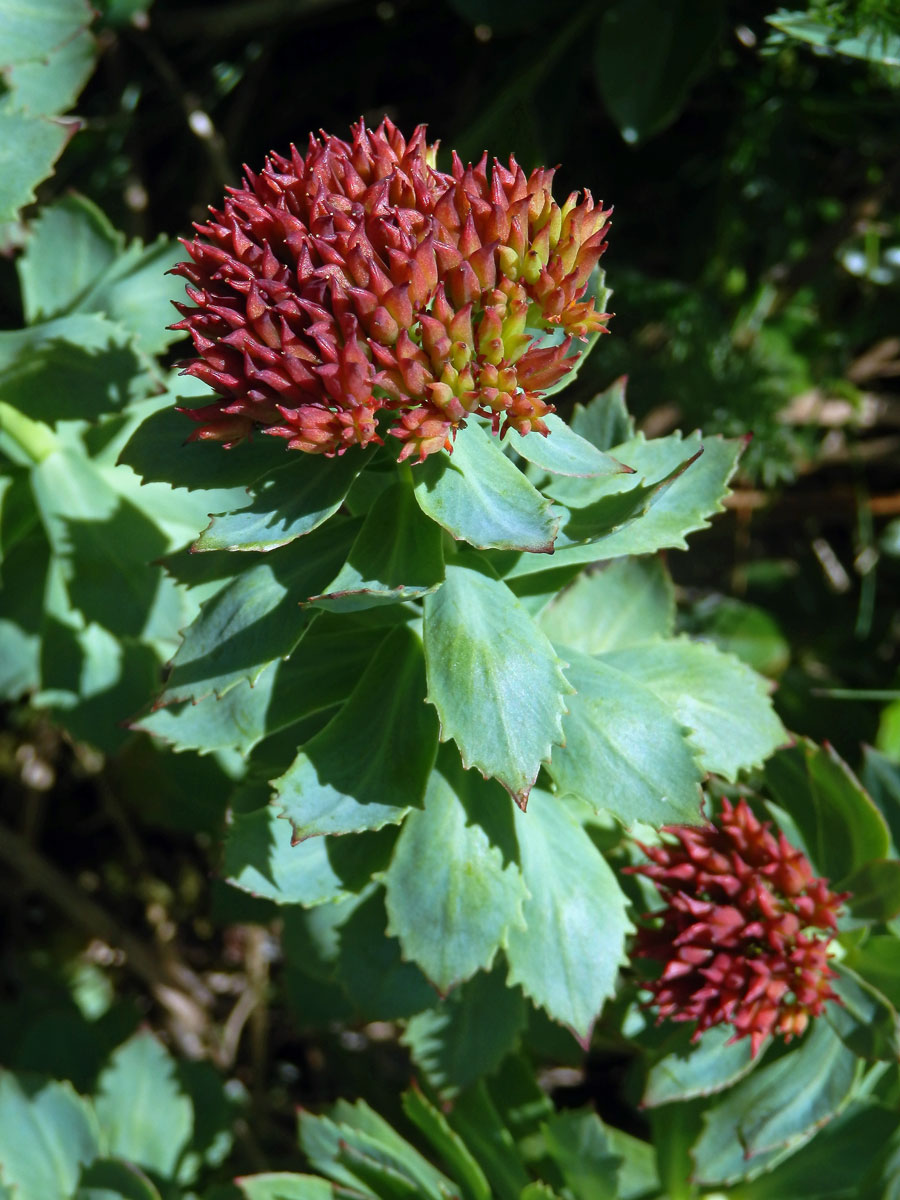 Rozchodnice růžová (Rhodiola rosea L.)