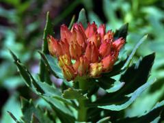 Rozchodnice růžová (Rhodiola rosea L.)