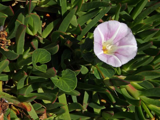 Opletník (Calystegia soldanella (L.) R. Br.)