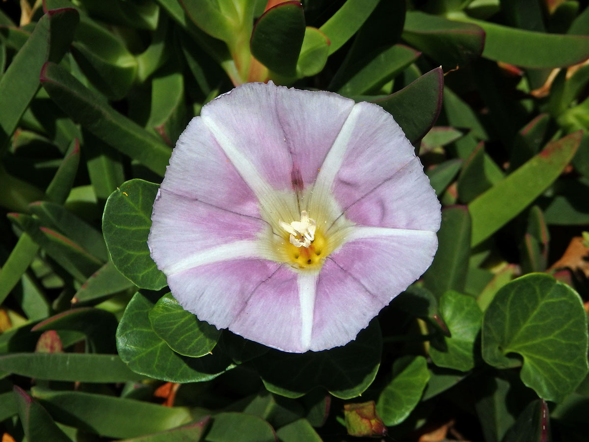 Opletník (Calystegia soldanella (L.) R. Br.)