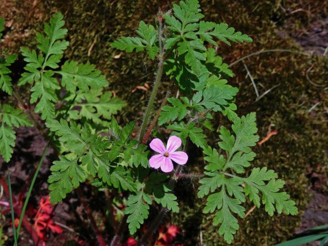 Kakost smrdutý (Geranium robertianum L.)