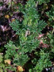 Ožanka hroznatá (Teucrium botrys L.)