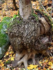 Nádor na dubu letním (Quercus robur L.) (63)