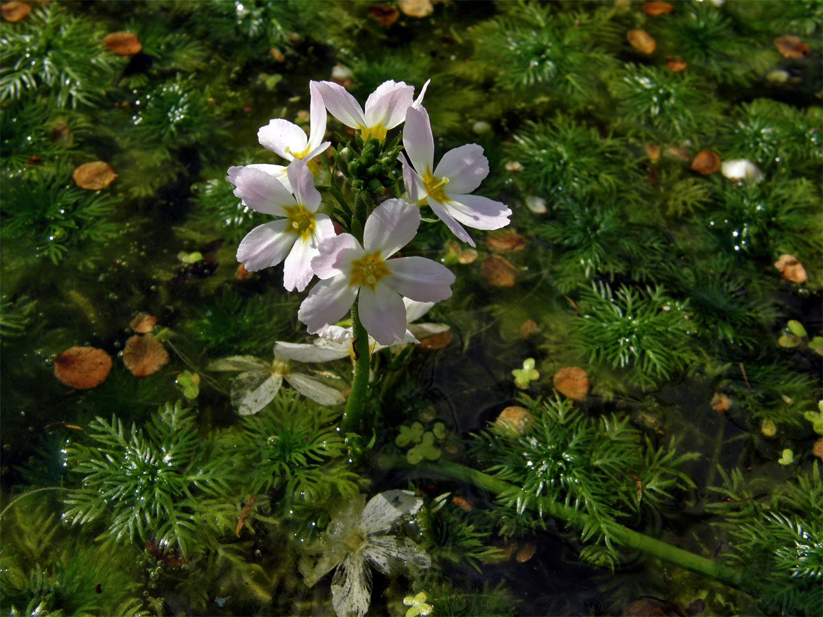 Žebratka bahenní (Hottonia palustris L.)