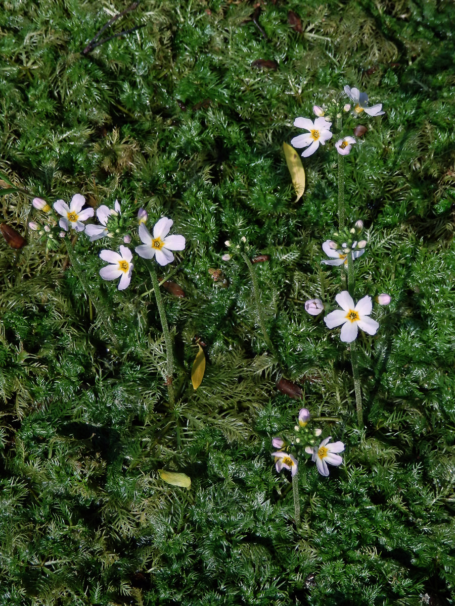 Žebratka bahenní (Hottonia palustris L.)